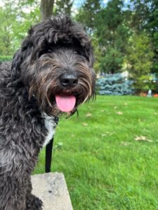 Schnoodle Art