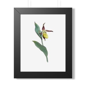 Lady's Slipper Orchid