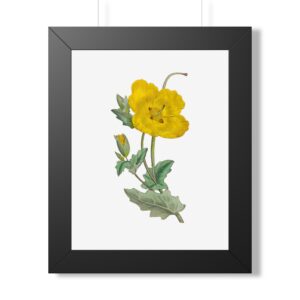 Yellow Horned Poppy