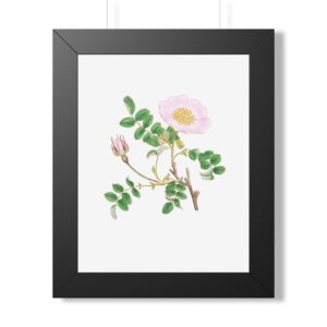 Dog Rose