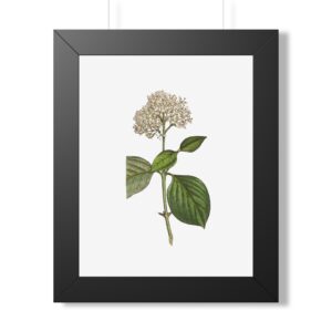 Dogwood