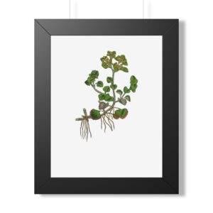 Golden Saxifrage