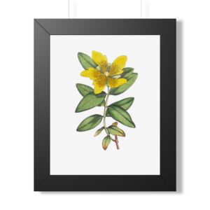 St. John's Wort