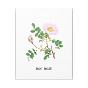 Dog Rose - 8"x10" Canvas Print