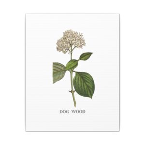 Dog Wood - 8"x10" Canvas Print