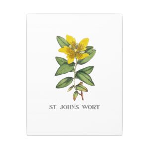 St. John's Wort - 11"x14" Canvas Print