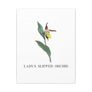 Lady's Slipper Orchid - 11"x14" Canvas Print