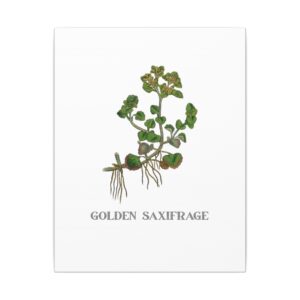 Golden Saxifrage - 11"x14" Canvas Print