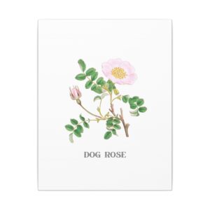 Dog Rose - 11"x14" Canvas Print