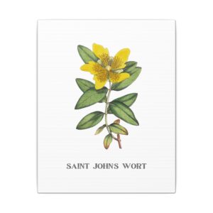 St. John's Wort - 8"x10" Canvas Print