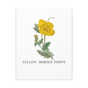 Yellow Horned Poppy - 11"x14" Canvas Print