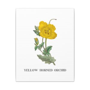 Yellow Horned Orchid - 8"x10" Canvas Print