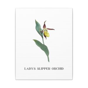 Lady's Slipper Orchid - 8"x10" Canvas Print