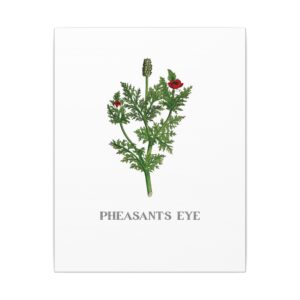 Pheasant's Eye - 11"x14" Canvas Print