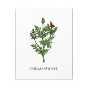 Pheasant's Eye - 8"x10" Canvas Print