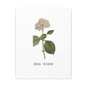 Dog Wood - 11"x14" Canvas Print