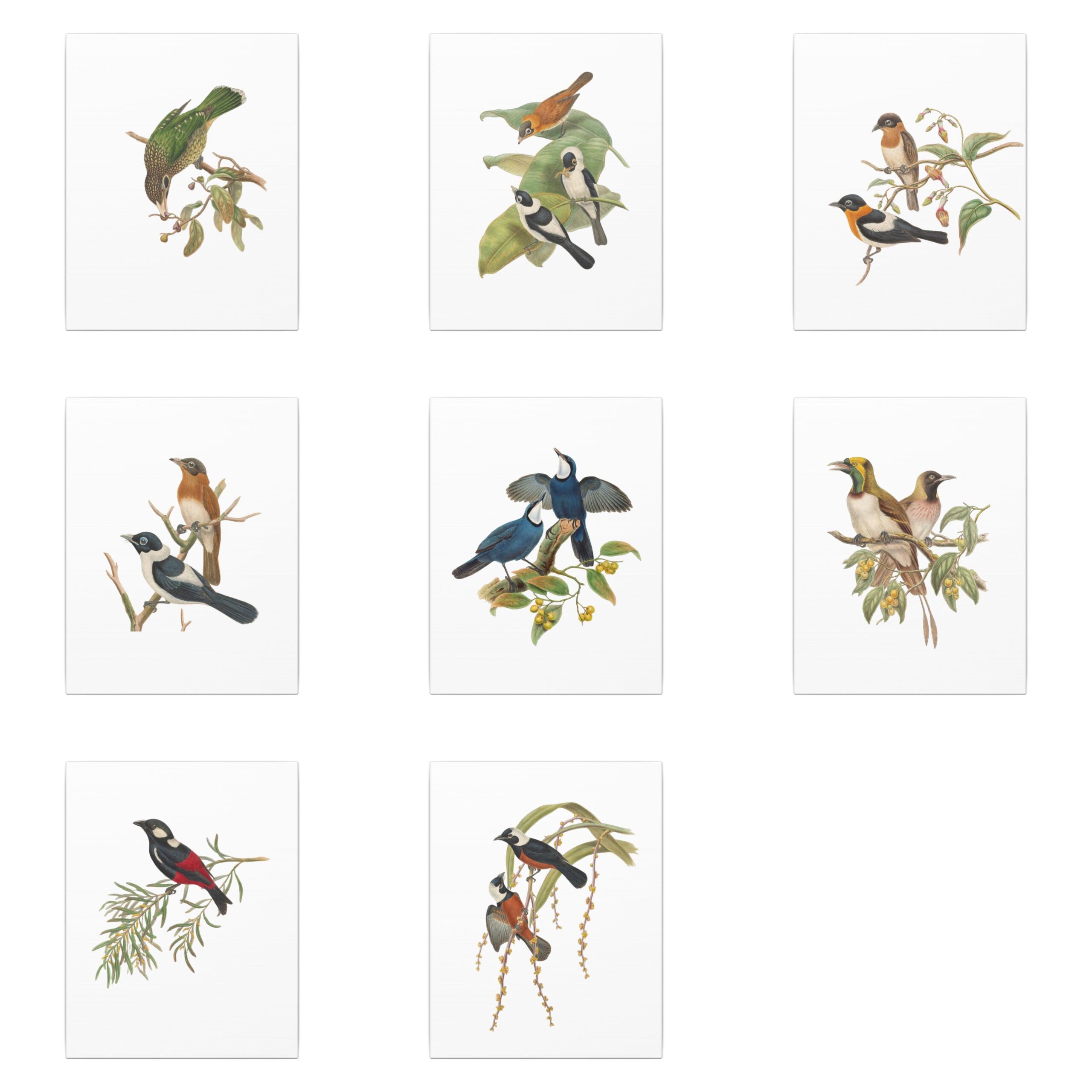 'Birds of New Guinea' by W.M. Hart - 11"x14" Canvas Prints - Image 2