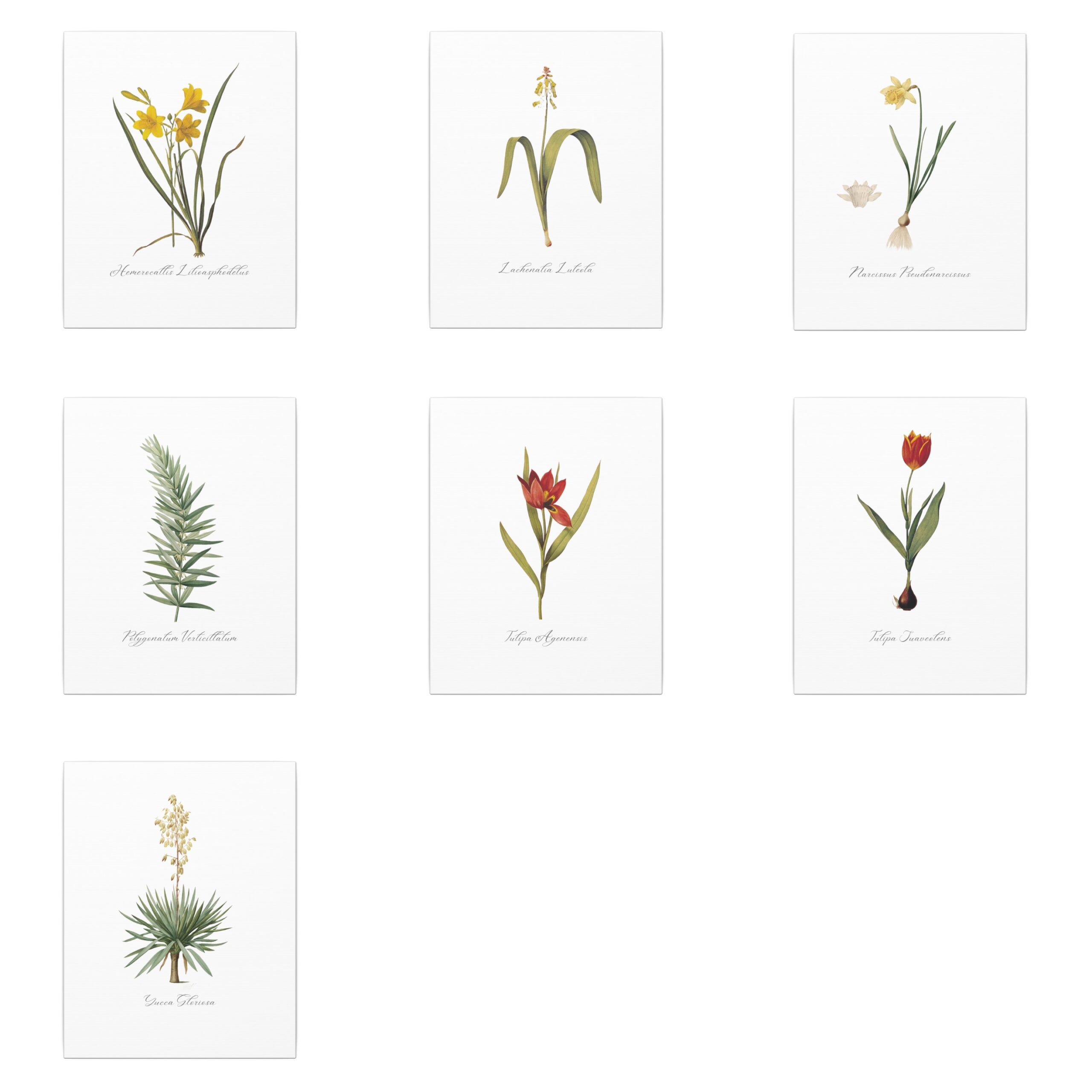 Les Liliacées - 11"x14" Canvas Prints - Image 2
