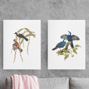 Birds of New Guinea