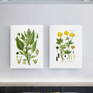Otto Wilhelm Thome Floral Illustrations - 8"x10" Canvas Prints