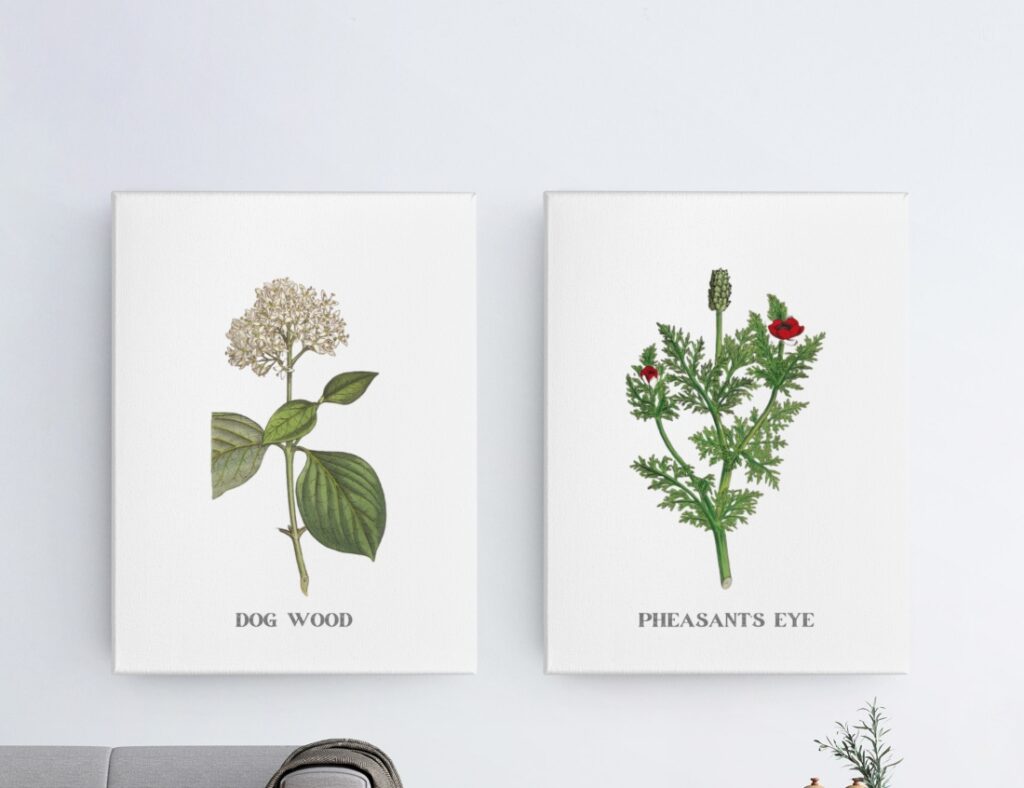 English Botany by James Sowerby Canvas Prints