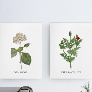 English Botany by James Sowerby Canvas Prints