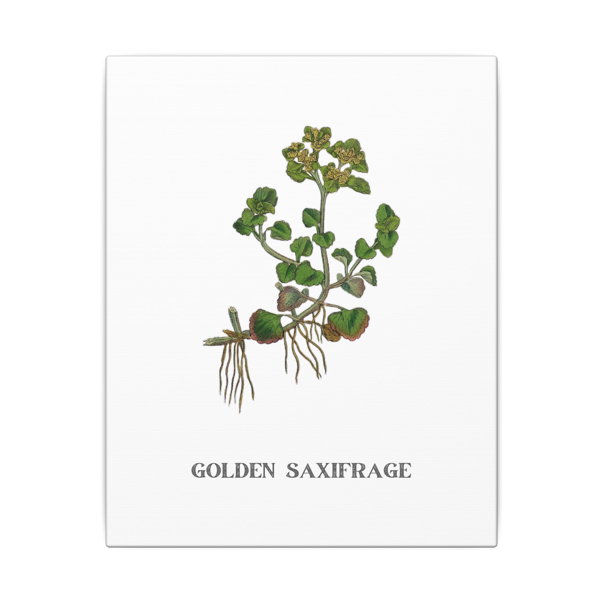 Golden Saxifrage - English Botany - Image 3