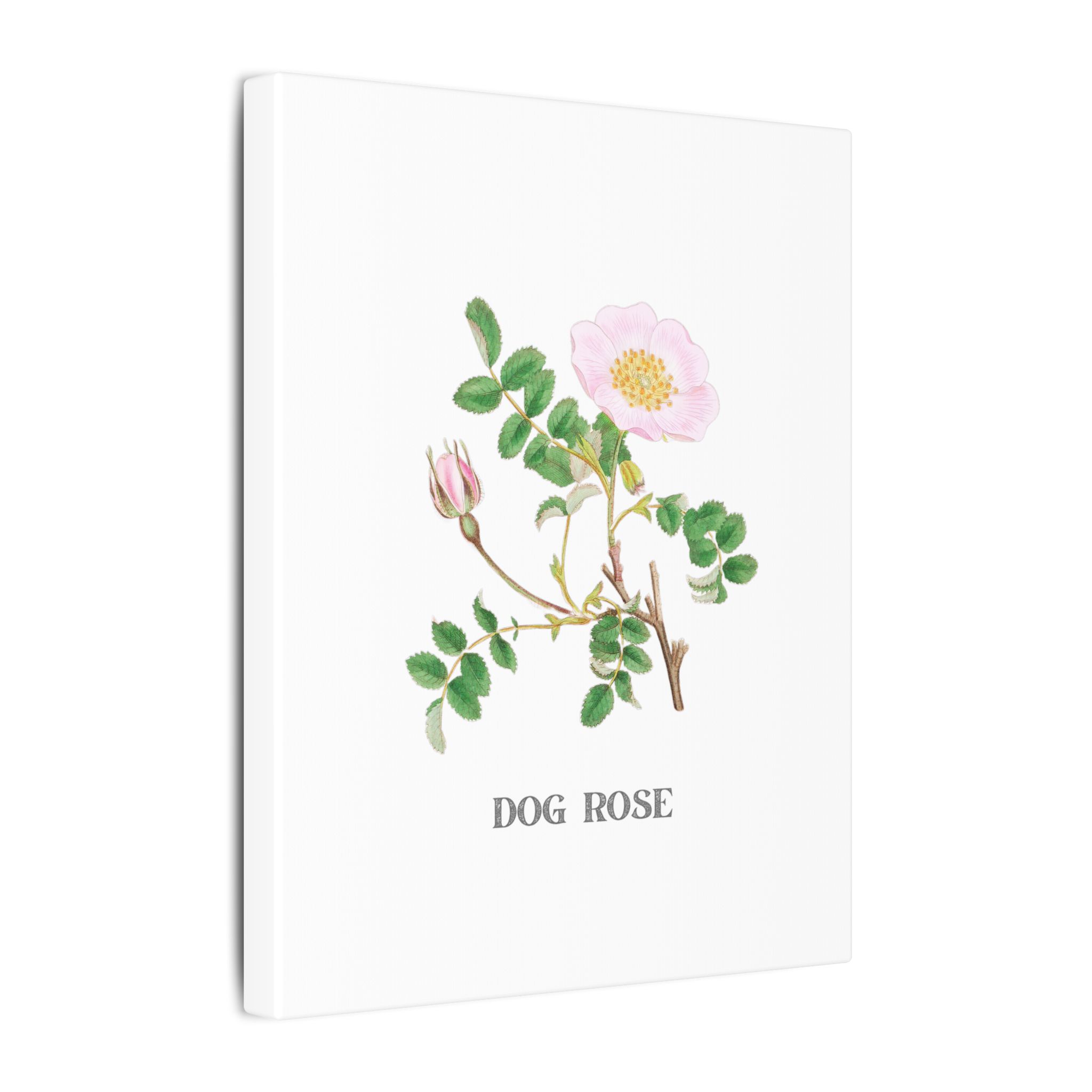 Dog Rose - English Botany - Image 4