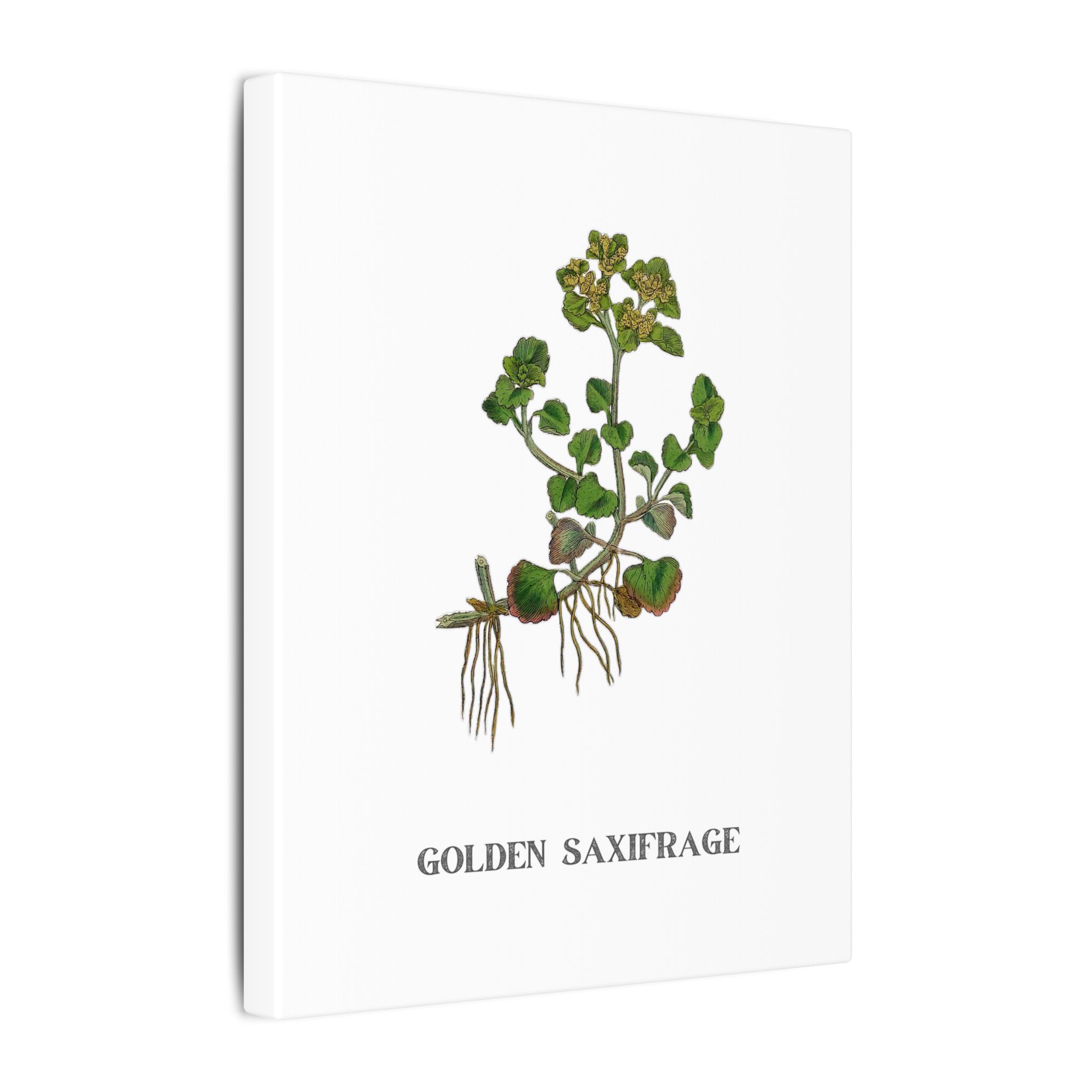 Golden Saxifrage - English Botany - Image 4