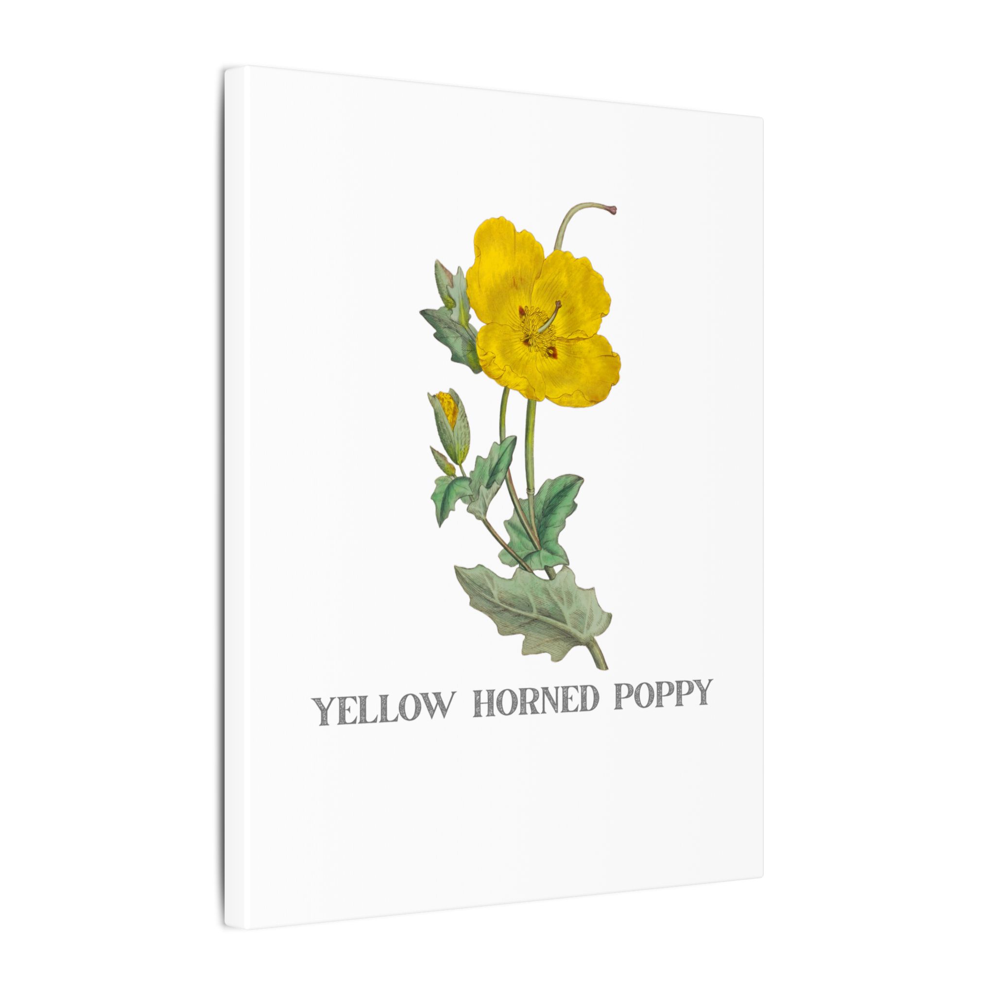 Yellow Horned Poppy - English Botany - Image 2