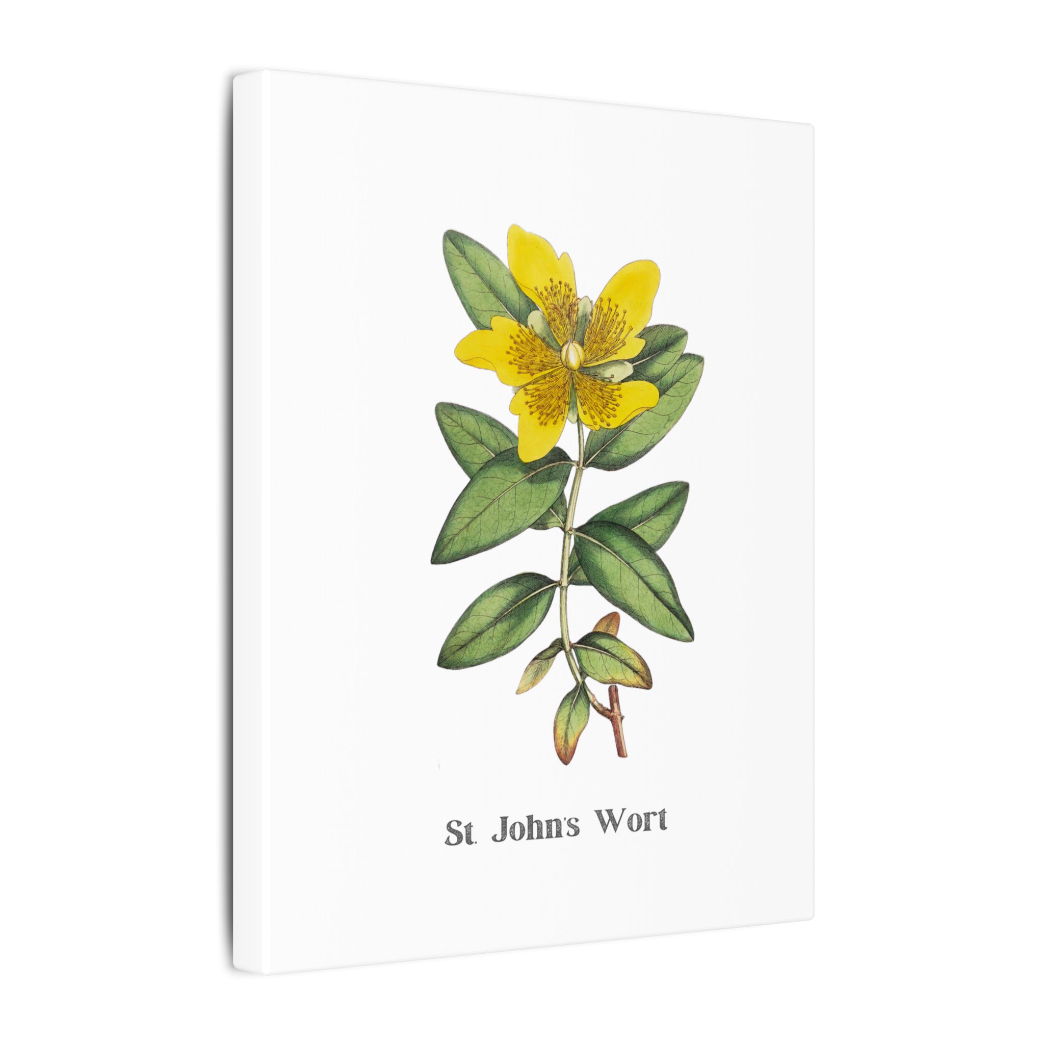 St. John's Wort - English Botany - Image 4