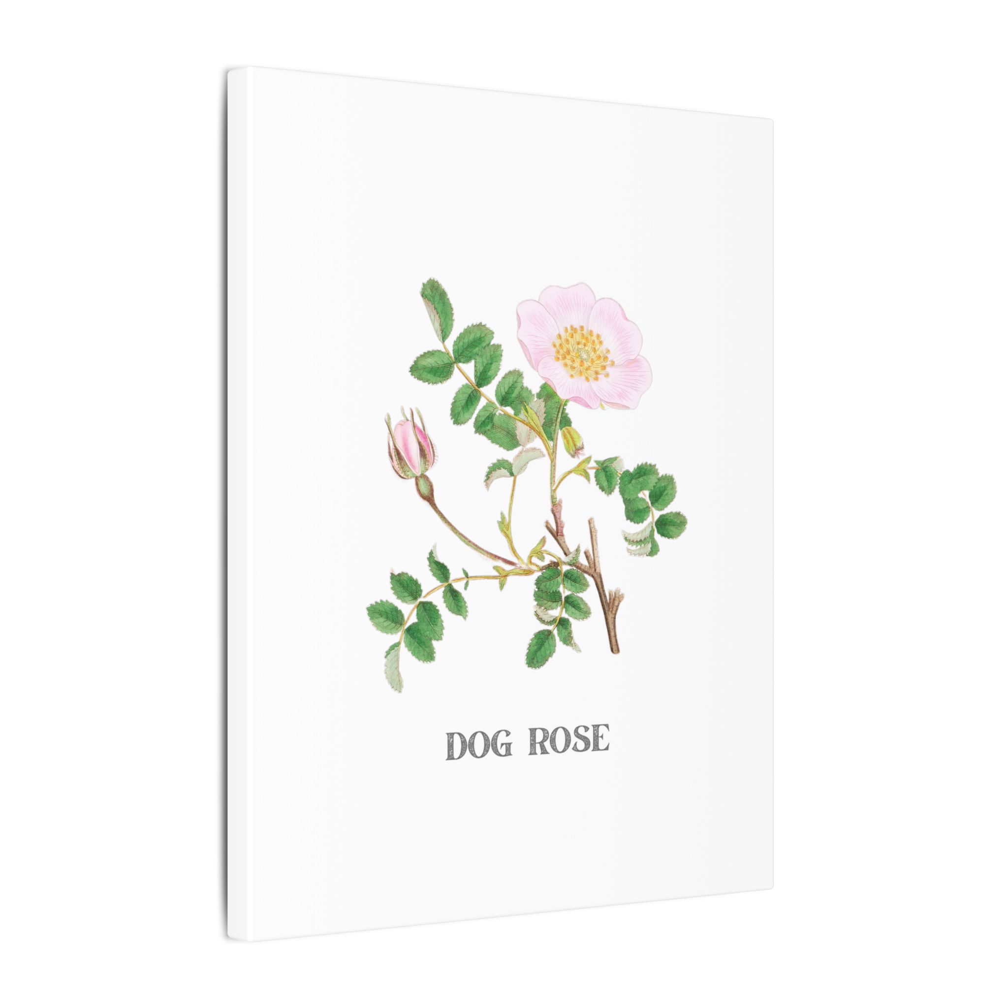 Dog Rose - English Botany - Image 2