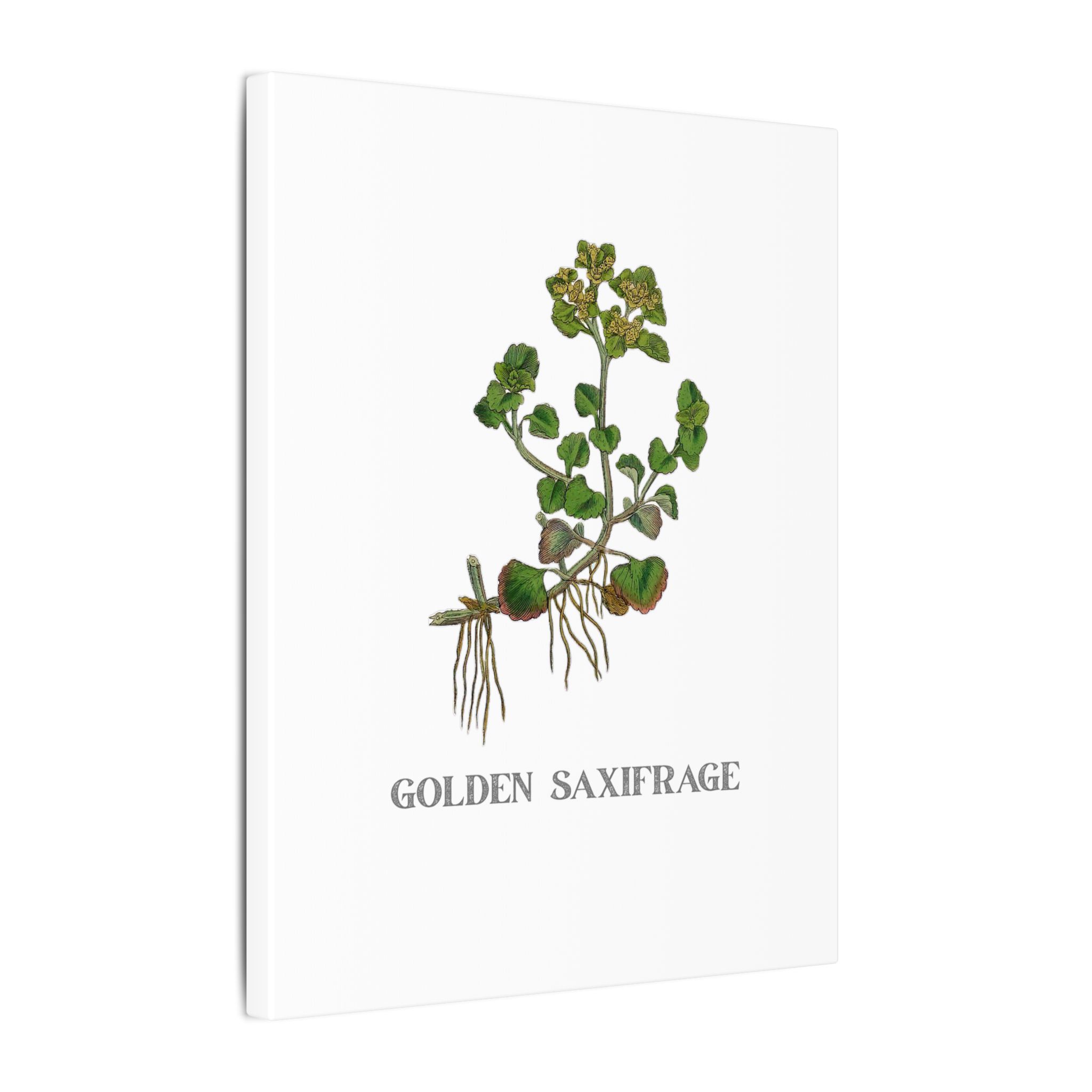 Golden Saxifrage - English Botany - Image 2