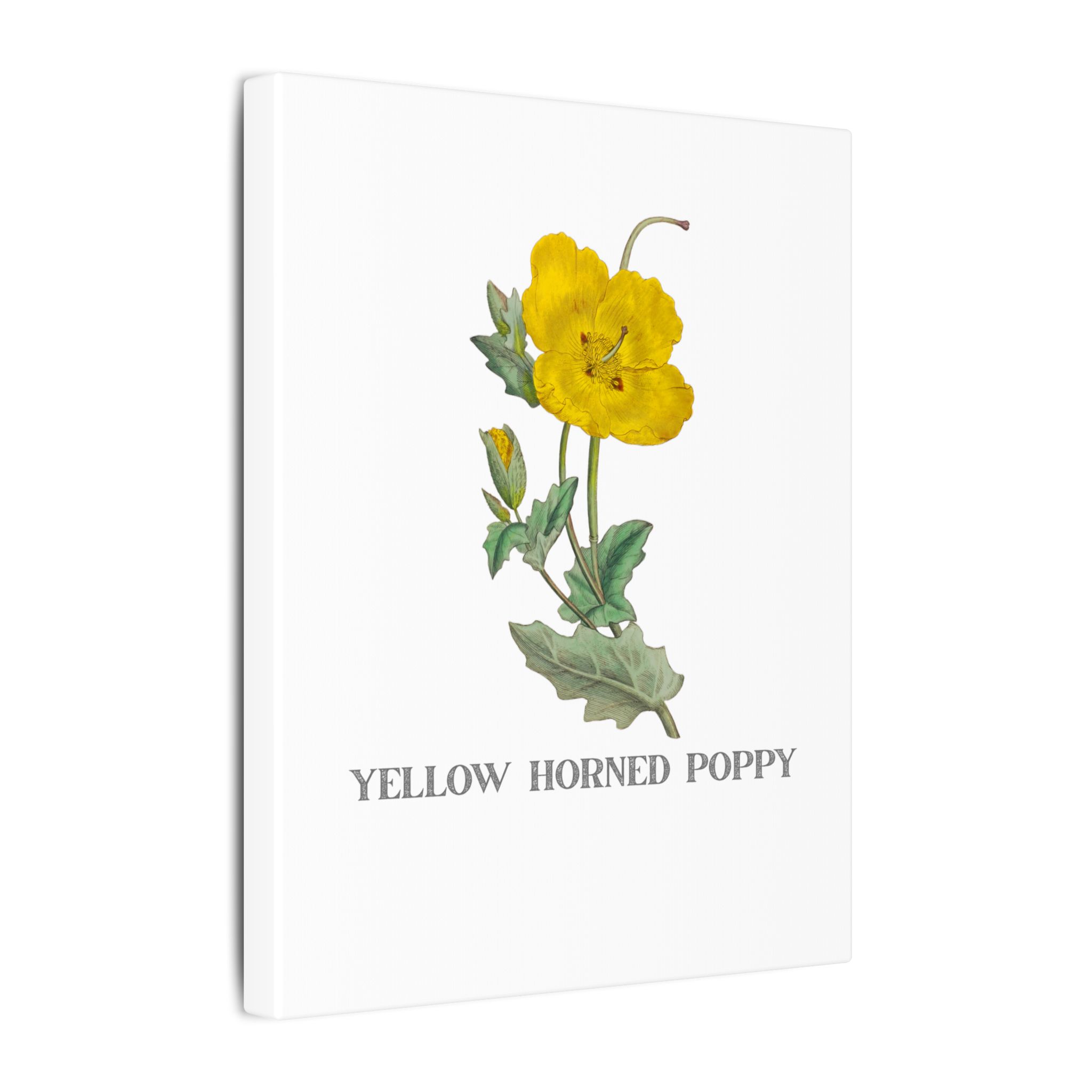 Yellow Horned Poppy - English Botany - Image 4