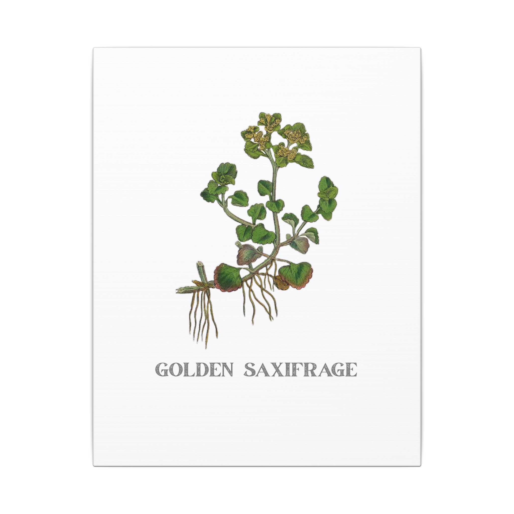 Golden Saxifrage - English Botany