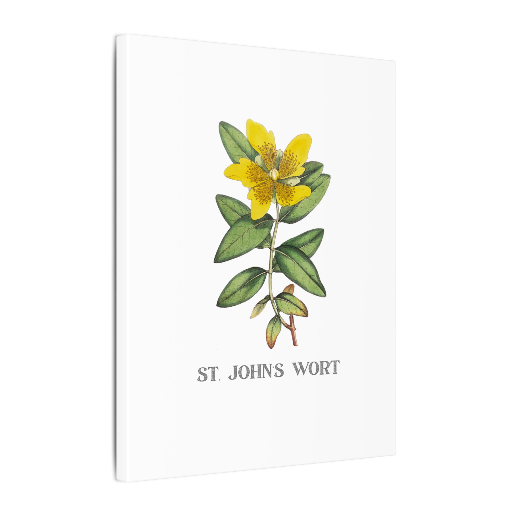 St. John's Wort - English Botany - Image 2