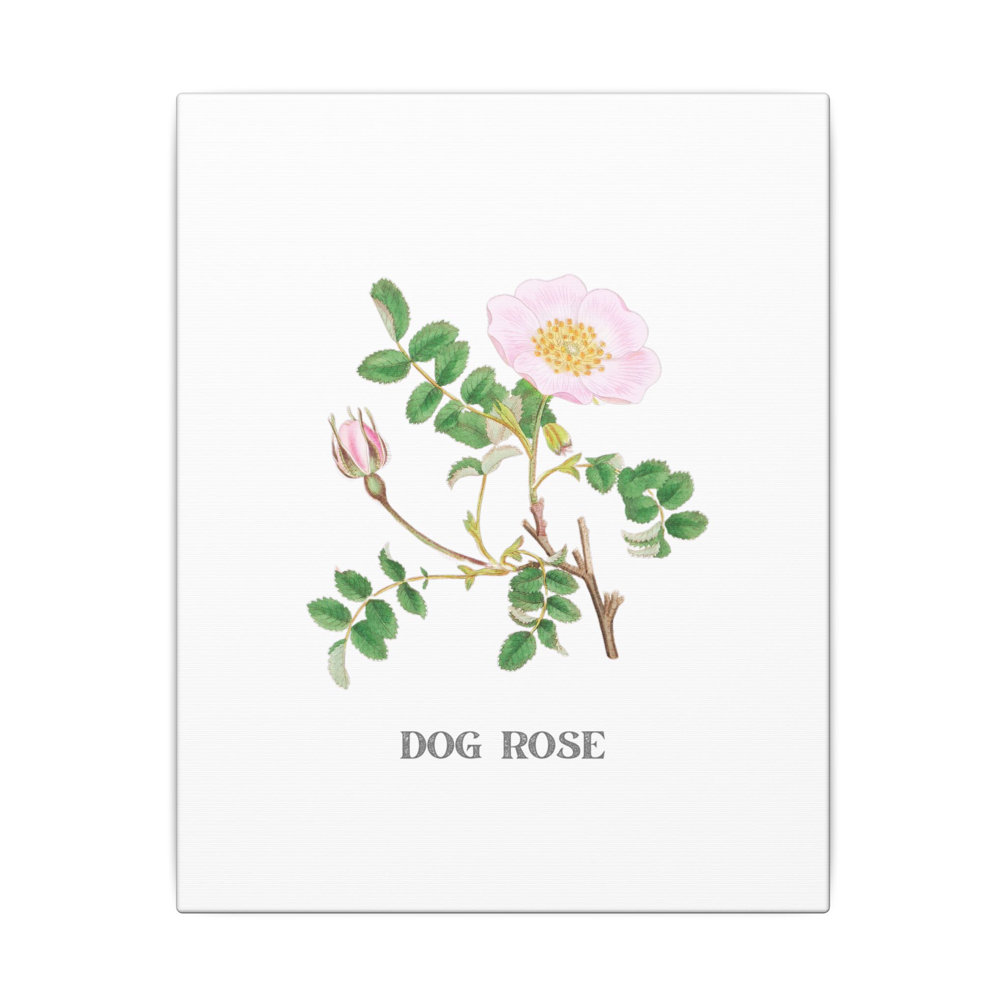 Dog Rose - English Botany - Image 3