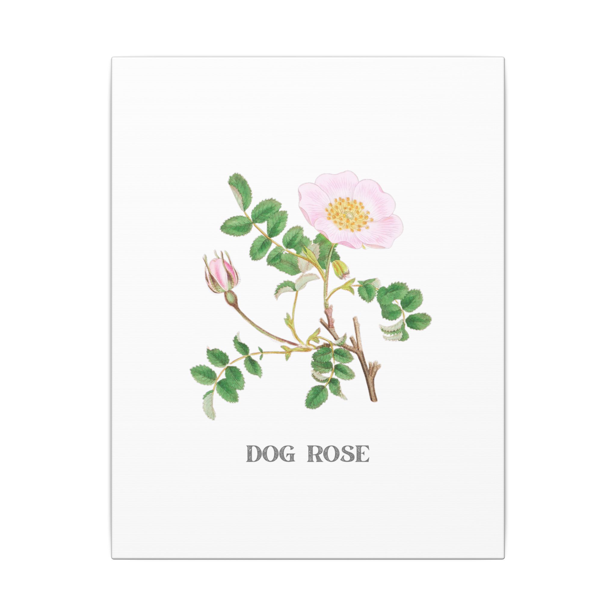 Dog Rose - English Botany