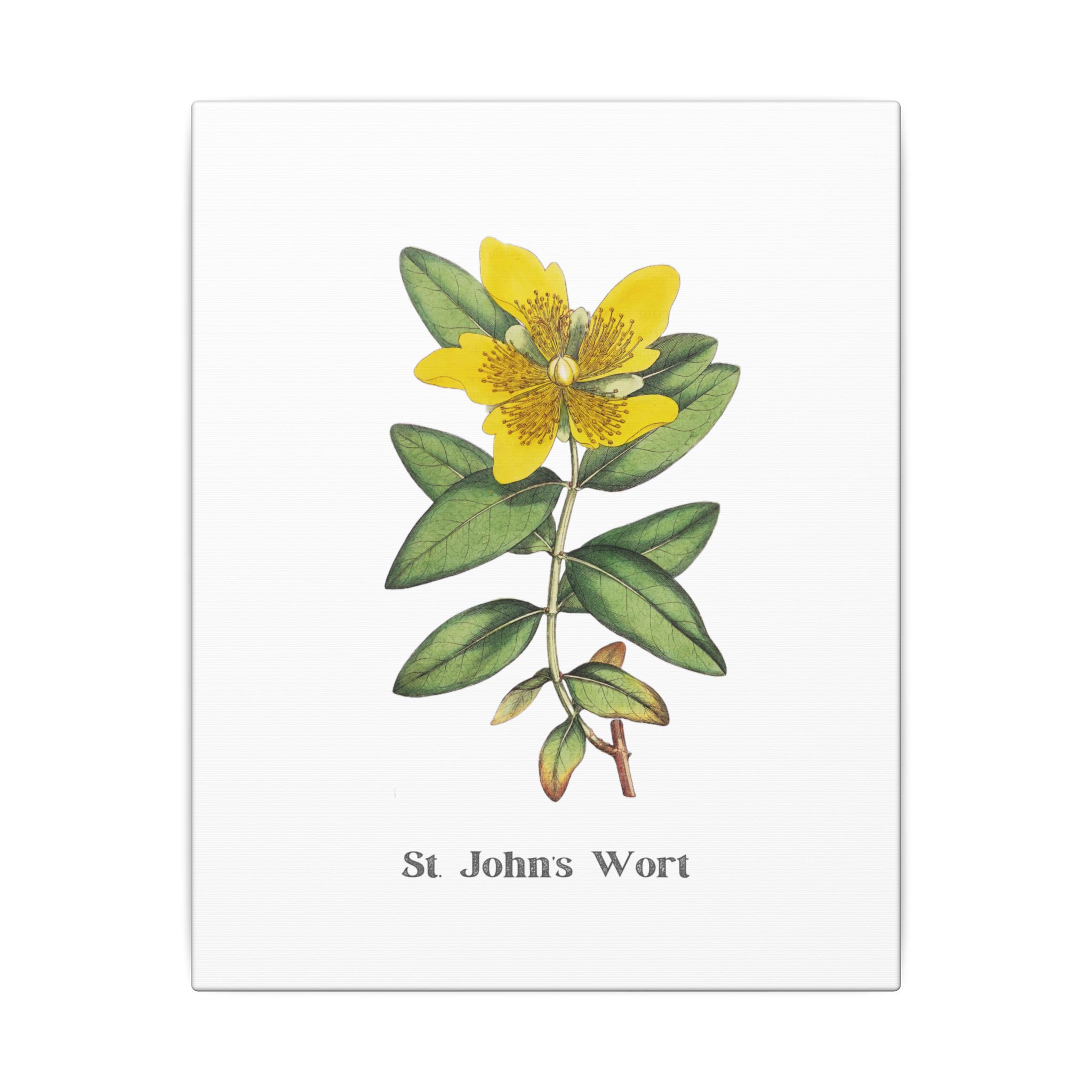 St. John's Wort - English Botany - Image 3